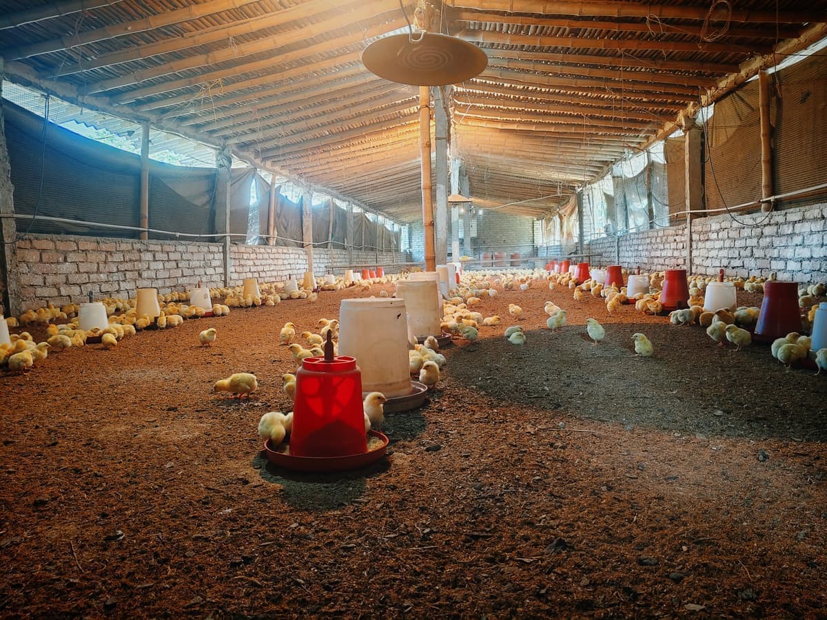 Green Valley Poultry Farm โ Panoramic View